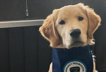 Ivy Joules is Northumberland County's therapy dog in training. (Photo: Northumberland County)