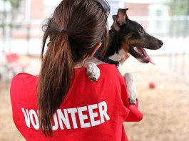 Volunteer Peterborough's "Meet Your Match" volunteer fair on May 8, 2024 at the YMCA Peterborough will see 40 community organizations sharing information with prospective volunteers. If you're interested in donating your time and talents to help animals, ElderDog Peterborough, the Peterborough Humane Society, and the Ontario Turtle Conservation Centre will be there. (Stock photo)