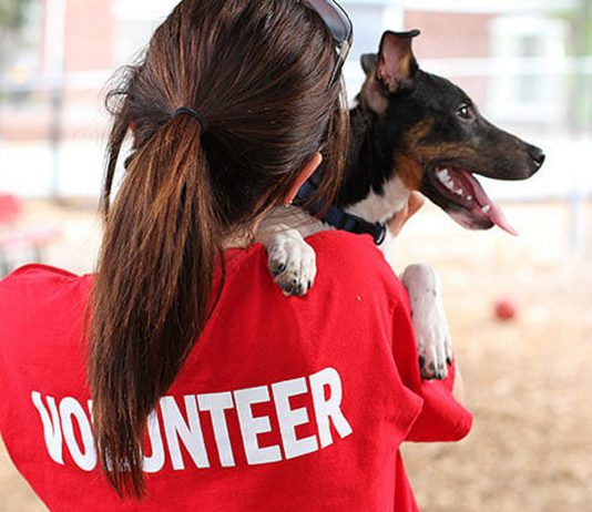 Volunteer Peterborough's "Meet Your Match" volunteer fair on May 8, 2024 at the YMCA Peterborough will see 40 community organizations sharing information with prospective volunteers. If you're interested in donating your time and talents to help animals, ElderDog Peterborough, the Peterborough Humane Society, and the Ontario Turtle Conservation Centre will be there. (Stock photo)
