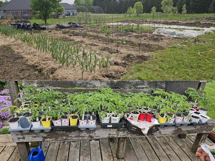 Calling gardening a "disease," Kristy Hiltz has always gone overboard in the springtime. When she came across a family in Ecuador in need of financial support to pay for their ill daughter's medical bills, it seemed only natural to sell some of the excess seedlings, plants, and produce she was growing across her massive gardens at her Millbrook home. (Photos courtesy of Kristy Hiltz)