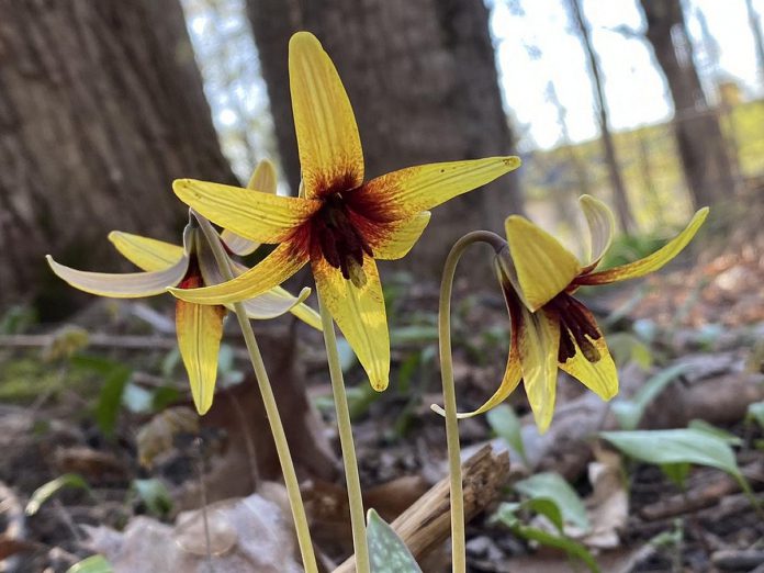 During the 2024 City Nature Challenge from April 26 - 29, 2024, Peterborough residents made 2,076 observations recorded 577 species of plants, birds, trees, fungi, mammals, insects and amphibians, with the yellow trout lily the most observed species. The perennial spring ephemeral flower is native to North America and is found in woodland habitats. (Photo: Meg Madden via iNaturalist)