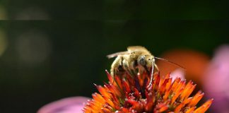 Bee City Kawartha Lakes is hosting its fifth annual "Bee a Hero Garden Challenge," which promotes the creation of pollinator-friendly gardens in the City of Kawartha Lakes. (Photo: Pollinator Partnership)