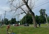 The City of Peterborough is removing three dead or dying trees along the perimeter of Bonnerworth Park on June 27, 2024 and is advising residents the work is not related to the controversial Bonnerworth Park redevelopment. (Photo: City of Peterborough)