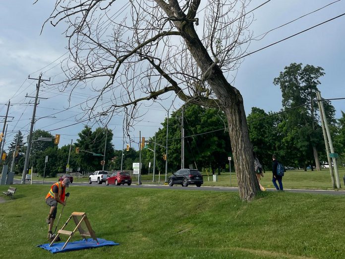 The City of Peterborough is removing three dead or dying trees along the perimeter of Bonnerworth Park on June 27, 2024 and is advising residents the work is not related to the controversial Bonnerworth Park redevelopment. (Photo: City of Peterborough)