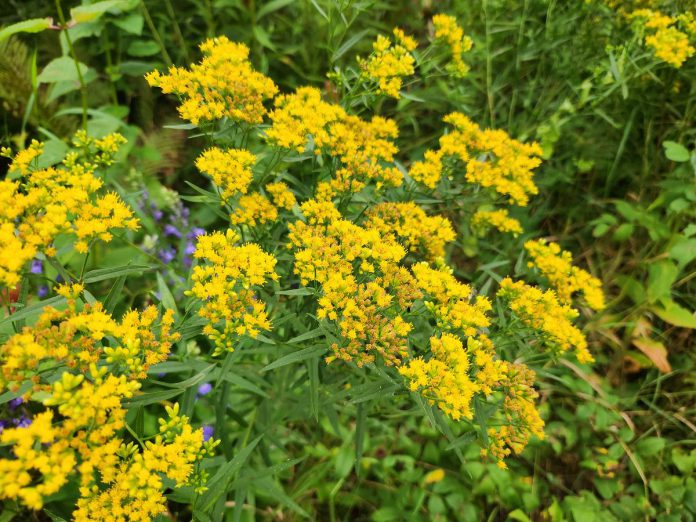 Grass-leaved goldenrod (Euthamia graminifolia) growing in the Ecology Park gardens. Grass-leaved goldenrod will be available at the Ecology Park nursery later in the 2024 season. (Photo: Hayley Goodchild / GreenUP)