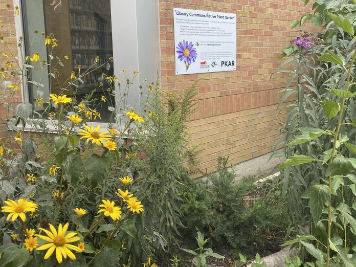The Peterborough Public Library has partnered with the Peterborough and Area Master Gardeners to convert the garden beds at the Library Commons into a native plant and pollinator garden. Now in its third season, the garden has been designated as an official monarch butterfly waystation. (Photo courtesy of Peterborough Public Library)