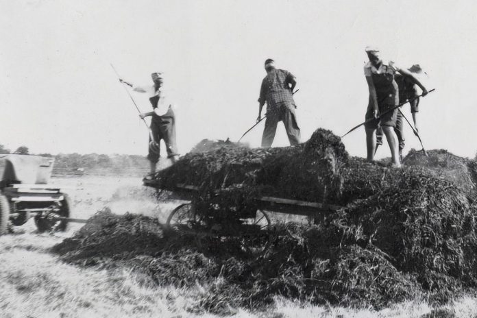 Millbrook's 4th Line Theatre is hosting a community gathering on June 9, 2024 at the Peterborough Museum and Archives where people can share their memories and stories of "Farmerettes" — the young women who stepped up to keep farms running during World War II when young men were overseas fighting. The "Memories of Farmerettes" event is taking place in advance of 4th Line Theatre's world premiere producution of "Onion Skins & Peach Fuzz: The Farmerettes," based on the book by Bonnie Sitter and Shirleyan English. Pictured are Farmerettes harvesting peppermint plants on the Sitter family farm in Thedford, Ontario. (Photo courtesy of Bonnie Sitter)