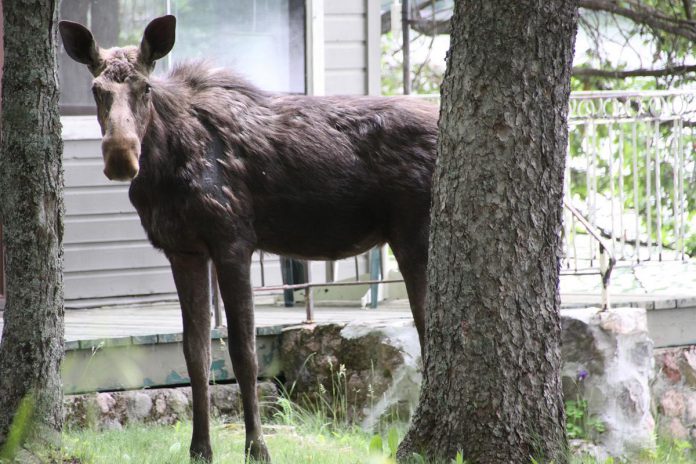 A moose visited kawarthaNOW publisher Jeannine Taylor's family cottage on Eels Lake north of Apsley over four days in early June. (Photo: Jeannine Taylor)