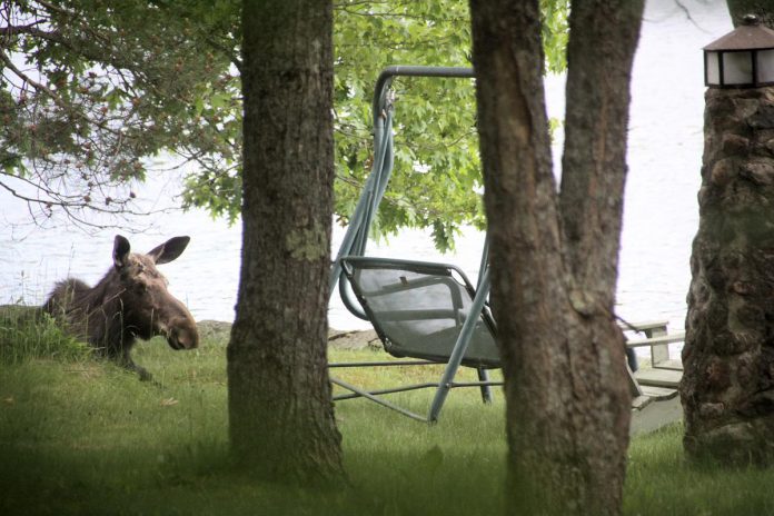 The moose that visited kawarthaNOW publisher Jeannine Taylor's family cottage on Eels Lake north of Apsley spent four days roaming around the property, munching on leaves, lounging, and sleeping. (Photo: Jeannine Taylor