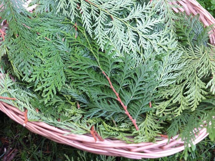 The New Canadians Centre's fourth annual "Lessons from the Land" event on July 1, 2024 at Nicholls Oval Park in Nogojiwanong-Peterborough includes a workshop on cedar, one of the four sacred medicines of the Anishinaabe people, led by Jaida Prince, a Kiichi Siibi Niizi Mnidoo Anishinaabe youth from Ardoch Algonquin First Nation. (Photo courtesy of New Canadians Centre)