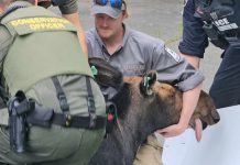 On June 19, 2024, conservation officers with the Ministry of Natural Resources and Forestry tranquilized and tagged a moose that had been wandering around the west end of Peterborough. (Photo: Tung Nguyen)