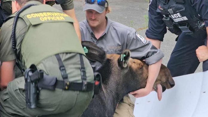 On June 19, 2024, conservation officers with the Ministry of Natural Resources and Forestry tranquilized and tagged a moose that had been wandering around the west end of Peterborough. (Photo: Tung Nguyen)