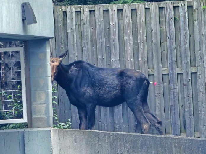 A moose wandering around the west end of Peterborough was tranquilized in the back lot of Kawartha Chrysler on Lansdowne Street West on June 19, 2024. (Photo: Tung Nguyen)