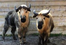 Sichuan takins Yao Ming and Pugsly at Peterborough's Riverview Park and Zoo in 2019. Yao Ming passed away at the age of nine after suffering health issues over the past few months. (Photo: Riverview Park and Zoo)