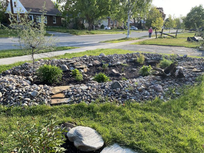 Peterborough resident Sheila Holliday inherited this rain garden with her home and is delighted to watch as it fills with rain. (Photo: Sheila Holliday)