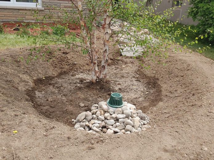 Pictured is the bowl of a rain garden with a newly planted river birch. Note the overflow drain in the foreground which has an outlet downslope. (Photo: Laura Keresteszi)