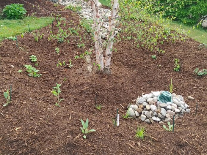 Pictured is the same rain garden as in the previous photo, but with plants that will become established through time and mulch that will help collect rainwater that will be absorbed by the plants. (Photo: Laura Keresteszi)