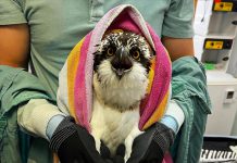 Ennismore's Kawartha Wildlife Centre closed in June 2024 after it failed to meet a $200,000 fundraising goal to support its operations. While in the care of the centre in 2022, this juvenile osprey suffering from a parasitic infection was supported by a hand-fed diet of whole prey fresh fish donated by community members. (Photo: Kawartha Wildlife Centre)