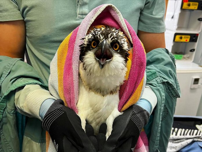 Ennismore's Kawartha Wildlife Centre closed in June 2024 after it failed to meet a $200,000 fundraising goal to support its operations. While in the care of the centre in 2022, this juvenile osprey suffering from a parasitic infection was supported by a hand-fed diet of whole prey fresh fish donated by community members. (Photo: Kawartha Wildlife Centre)