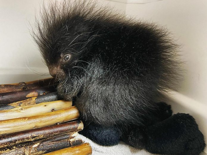 This baby porcupine is just one of more than 3,000 wildlife patients cared for and rehabilitated over six years before the Kawartha Wildlife Centre first closed in June 2023 due to a lack of volunteers and the resignation of its authorized wildlife rehabilitator. The centre closed permanently in June 2024 after it failed to meet a $200,000 fundraising goal to support its operations. (Photo: Kawartha Wildlife Centre)