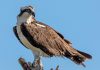 The osprey, a fish-eating hawk, has been selected as the "2024 Kawartha Lakes Bird of the Year" in a recent online poll. While the bird is a common sight throughout the municipality, it is also featured as a central element of the City of Kawartha Lakes logo. (Photo: Bird Friendly Peterborough and Kawartha Lakes)