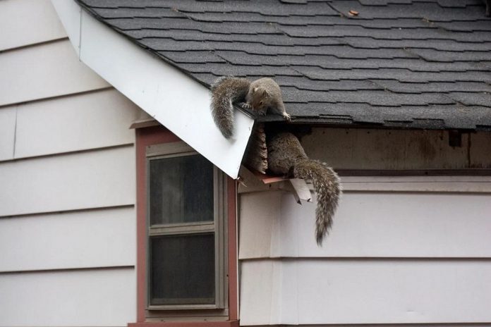 Openings in your home can be attractive to wildlife looking for a place to nest. Terry King's family-owned business Liftlock Pest Control in Ennismore offers wildlife services including inspections, exclusions (correcting a home's vulnerabilities and access points) including bats, and trapping and removing. Liftlock Pest Control can also deal with unwanted insects of all kinds as well as poison ivy and other noxious weeds. (Photo courtesy of Liftlock Pest Control)