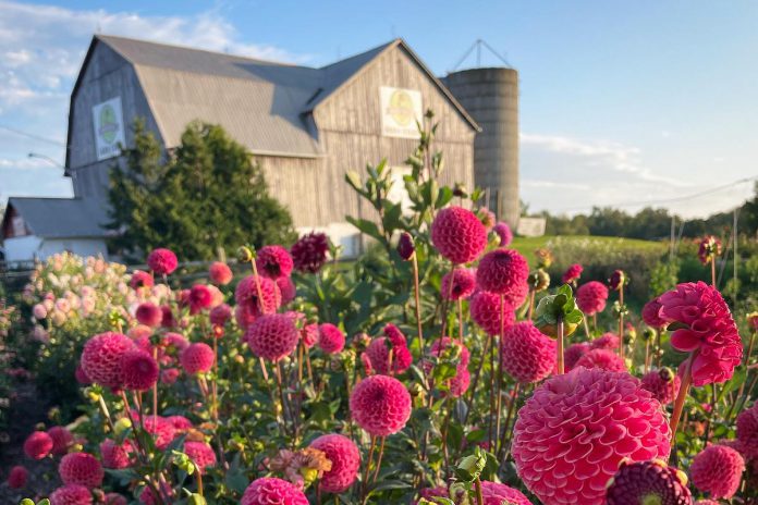 Claudia MacDonald's Heritage Blooms UPick in Norwood invites guests to stroll through rows of blooms to pick their own flowers. (Photo courtesy of Claudia MacDonald)