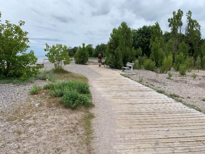 The Town of Cobourg has announced reconstruction of the Cobourg waterfront boardwalk will begin on September 3, 2024. Constructed over 16 years ago out of pressure-treated wood, both the decking and the substructure of the boardwalk is now severely rotted along its length. (Photo from 2023 CIMA+ public consultation presentation)