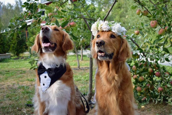 Golden Rescue, one of Canada's largest single-breed rescue groups, is aiming to pair up a world record-breaking 358 dogs as brides and grooms during its annual picnic on September 21, 2024 at Viamede Resort in Woodview, where the non-profit charitable organization will also serve slices of the world's largest cake for dogs. If Golden Rescue succeeds at breaking both world records, they will secure a $20,000 donation. (Photo: Golden Rescue)