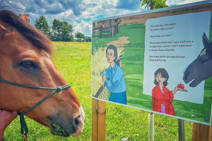 Peterborough children's author Heather M. O'Connor will be leading a hike during the Hike Haliburton Festival running from September 19 to 22, 2024. On the walk, she will talk about "Runs with the Stars," a children's book she wrote with Darcy Whitecrow about the Ojibwe horses that used to roam the forests of northwestern Ontario. The hike will lead to Abbey Gardens' paddock to meet and greet Sammy and Maple, the two Ojibwe horses featured in the book. (Photo: Abbey Gardens)