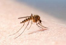 A mosquito on a human arm. (Stock photo)