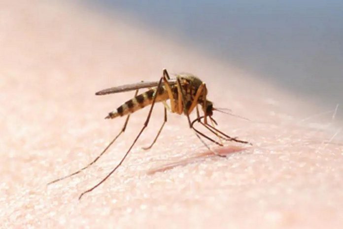 A mosquito on a human arm. (Stock photo)