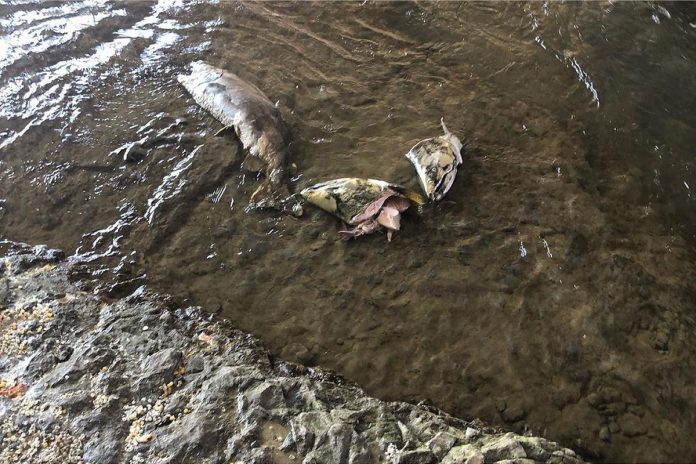 Decapitated and gutted fish along with garbage left behind by anglers slaughtering salmon for their roe (eggs) along the shores of the Ganaraska River in Port Hope during the annual salmon run. (Photo courtesy of Sean Carthew)