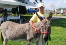 Roseneath's PrimRose Donkey Sanctuary owner Sheila Burns with PrimRose, the first donkey she adopted and the one who inspired her to start the sanctuary. On August 25, 2024, PrimRose Donkey Sanctuary will be celebrating the 50th birthday of the sanctuary's namesake, who passed away in 2021. The party will include lemonade, iced tea, cake for the guests, and a special cake for the animals. (Photo courtesy of PrimRose Donkey Sanctuary)