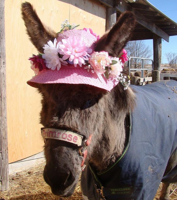 The namesake of PrimRose Donkey Sanctuary and the sanctuary's ambassador until her death in 2021, PrimRose was a donkey fashionista who always wore her halter on the side and liked to wear pearls and tiaras. As PrimRose Donkey Sanctuary owner Sheila Burns has done every year, PrimRose will be celebrated at a birthday party on August 25, 2024 with cupcakes, lemonade, and iced tea available for guests. (Photo courtesy of PrimRose Donkey Sanctuary)