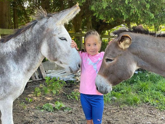 On Thursdays and Sundays, PrimRose Donkey Sanctuary in Roseneath is open to visitors to view and interact with the donkeys, mules, hinnies, and other animals who live on the farm. (Photo courtesy of PrimRose Donkey Sanctuary)