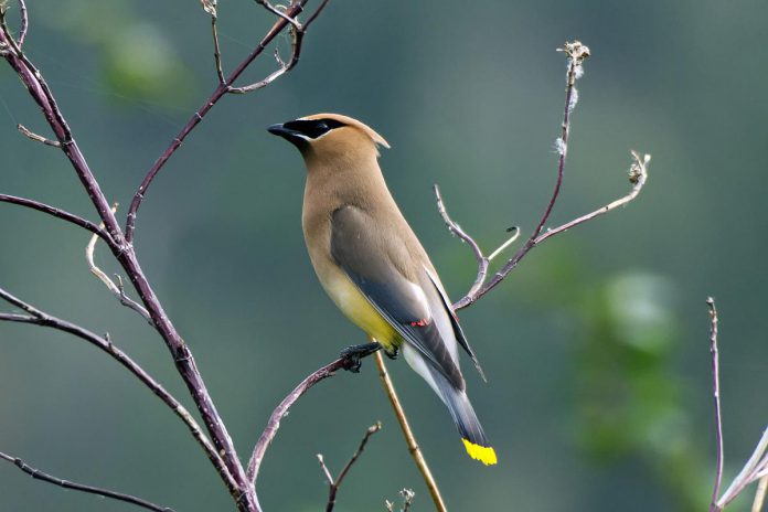 This photo by Adam Benn of a cedar waxwing enjoying the Vaseux Lake Migratory Bird Santuary in Okanagan, B.C. was voted the public favourite winner in the namesake category of the 2024 Lake Biodiversity Photo Challenge. (Photo: Adam Benn)