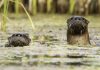 Barb Callander's photo of a pair of curious river otters in a wetland feeding Balsam Lake was the judges' favourite winner in the namesake category of the 2024 Lake Biodiversity Photo Challenge. (Photo: Barb Callander)