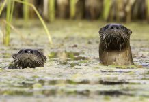 Barb Callander's photo of a pair of curious river otters in a wetland feeding Balsam Lake was the judges' favourite winner in the namesake category of the 2024 Lake Biodiversity Photo Challenge. (Photo: Barb Callander)