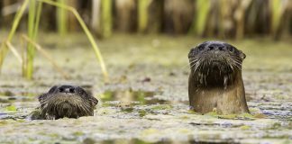 Barb Callander's photo of a pair of curious river otters in a wetland feeding Balsam Lake was the judges' favourite winner in the namesake category of the 2024 Lake Biodiversity Photo Challenge. (Photo: Barb Callander)