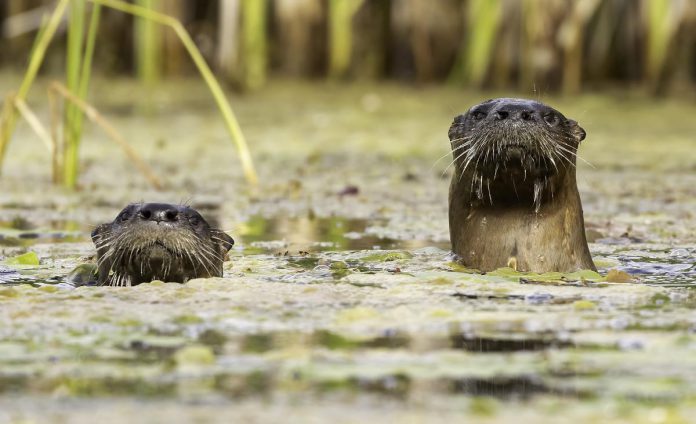 Barb Callander's photo of a pair of curious river otters in a wetland feeding Balsam Lake was the judges' favourite winner in the namesake category of the 2024 Lake Biodiversity Photo Challenge. (Photo: Barb Callander)