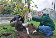 Community volunteers plant a fruit tree at the Reid and McDonnel Community Orchard. The GreenUP Peterborough Community Orchard Stewards care for 65 fruit trees in seven public spaces throughout the City of Peterborough. (Photo: GreenUP)