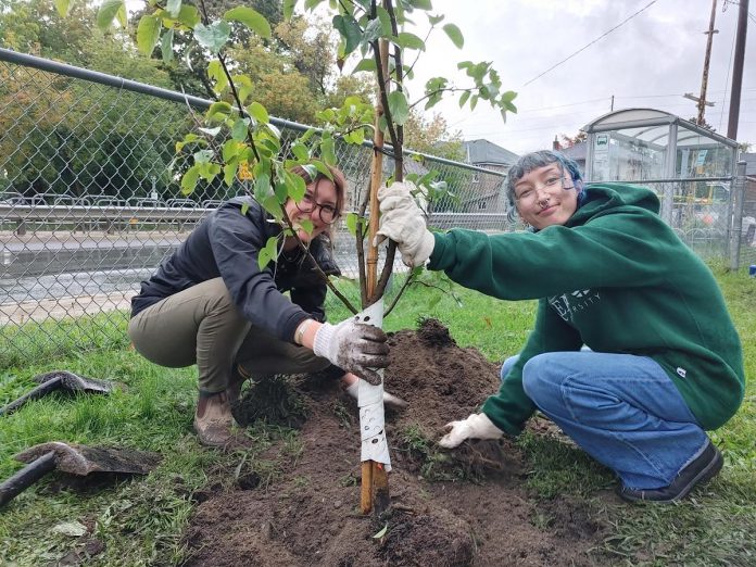 Community volunteers plant a fruit tree at the Reid and McDonnel Community Orchard. The GreenUP Peterborough Community Orchard Stewards care for 65 fruit trees in seven public spaces throughout the City of Peterborough. (Photo: GreenUP)