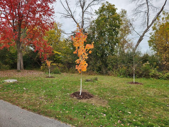 These maple trees were planted at GreenUP Ecology Park in October 2023. Their trunks are wrapped in plastic trunk protectors to prevent rabbits from chewing the bark. (Photo: Hayley Goodchild / GreenUP)