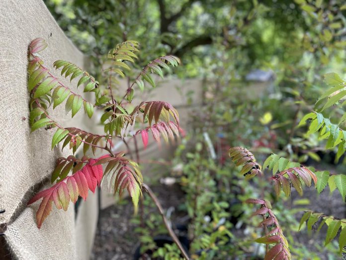 Staghorn sumac has stunning fall colour. Female specimens will retain their berries well into the winter. (Photo: Hayley Goodchild / GreenUP)