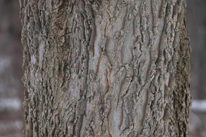 Hackberry (Celtis occidentalis) develops a unique corky bark that provides wonderful visual interest in the winter garden. (Photo: Hayley Goodchild / GreenUP)