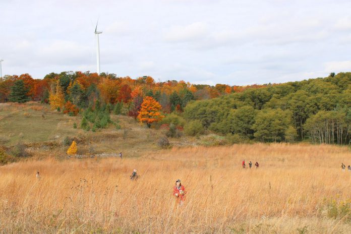 Volunteers walking through the tallgrass prairie at Kawartha Land Trust's Ballyduff Trails in Pontypool to harvest tallgrass and wildflower seeds in 2022. The 2024 annual tallgrass and wildflower seed harvest takes place on Sunday, October 6 and volunteers are invited to participate. (Photo: Dani Couture / Kawartha Land Trust)