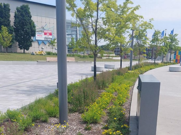 Stormwater infrastructure outside the Montreal Biodome doubles as a pollinator garden (Photo: Dylan Radcliffe)