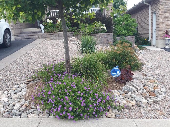 Companies or homeowners looking to decrease their carbon footprint can make a great start by constructing rain gardens on their property, while increasing their resiliency from flooding at the same time. This Water Wise front yard in Peterborough showcases a unique rock mulch feature that helps to keep maintenance to a minimum. (Photo: GreenUP)