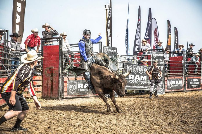 The largest rodeo tour in eastern Canada, the RAM Rodeo Tour features cowboys and cowgirls competing in barrel racing, saddle bronc, bareback, bull riding, pole bending, and more. Shows at the 2024 International Plowing Match and Rural Expo in Kawartha Lakes will take place daily at 11:30 a.m. and 2:30 p.m. from October 3 to 5 in the RAM Truck Corral. (Photo courtesy of IPM)